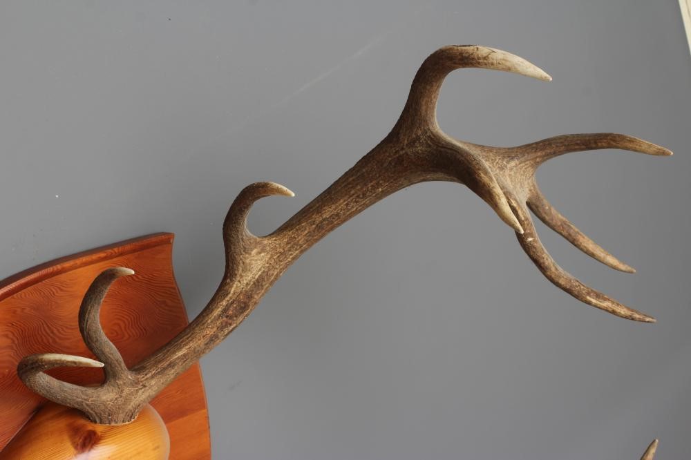 A MONARCH SET OF MOUNTED RED STAG ANTLERS with eight points on each side, mounted on a wooden shield Image
