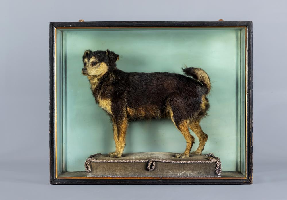 A TAXIDERMY DOG Image