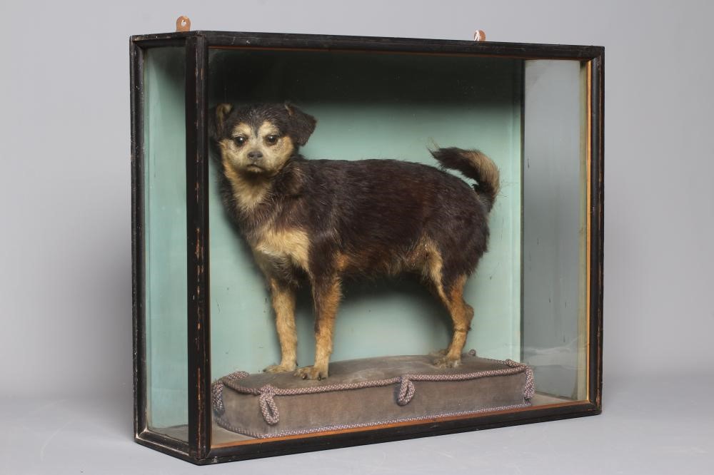 A TAXIDERMY DOG Image
