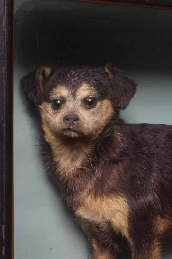 A TAXIDERMY DOG Image