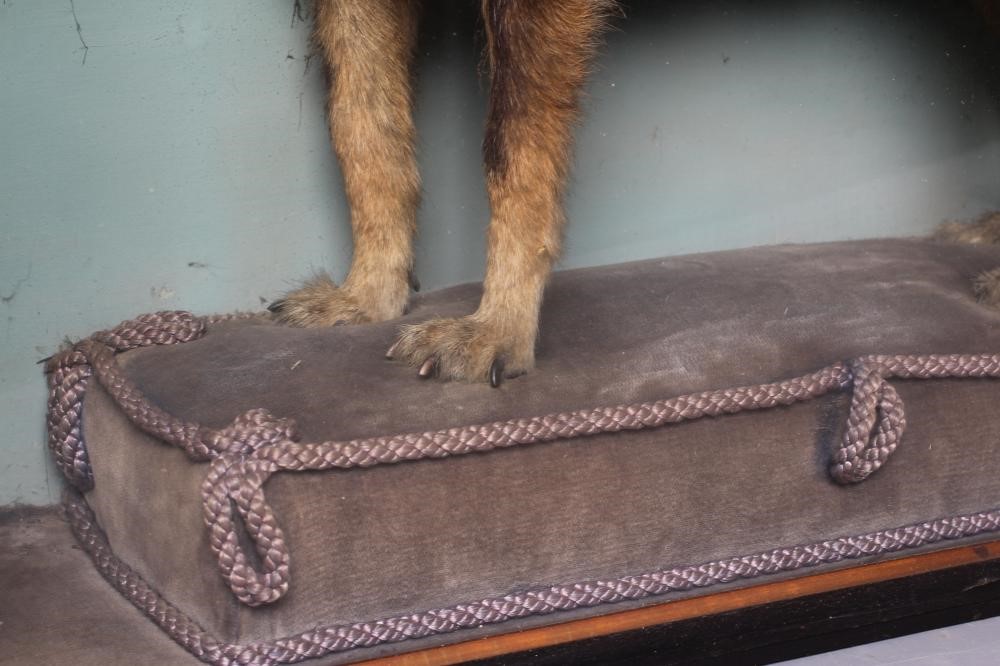 A TAXIDERMY DOG Image