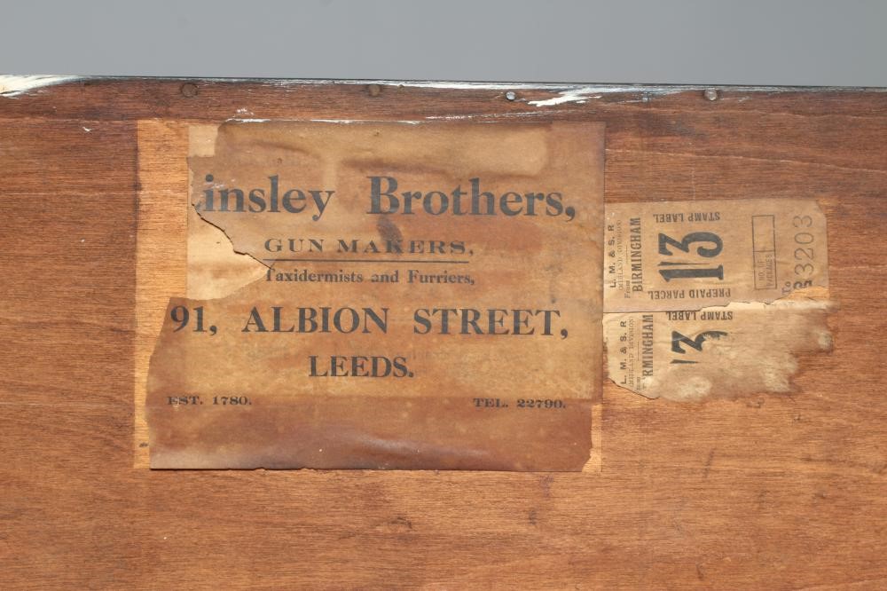 A TAXIDERMY DOG Image