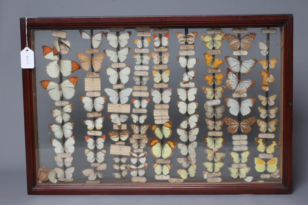 A GLAZED CASED LEPIDOPTERY COLLECTION, early 20th century, containing 71 butterfly specimens with Image