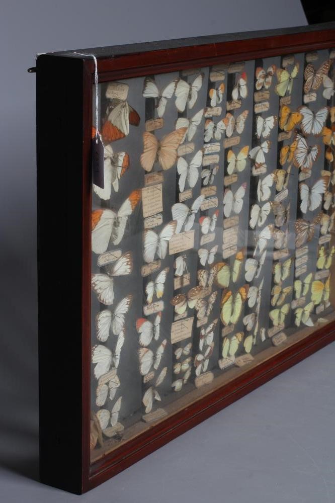 A GLAZED CASED LEPIDOPTERY COLLECTION, early 20th century, containing 71 butterfly specimens with Image