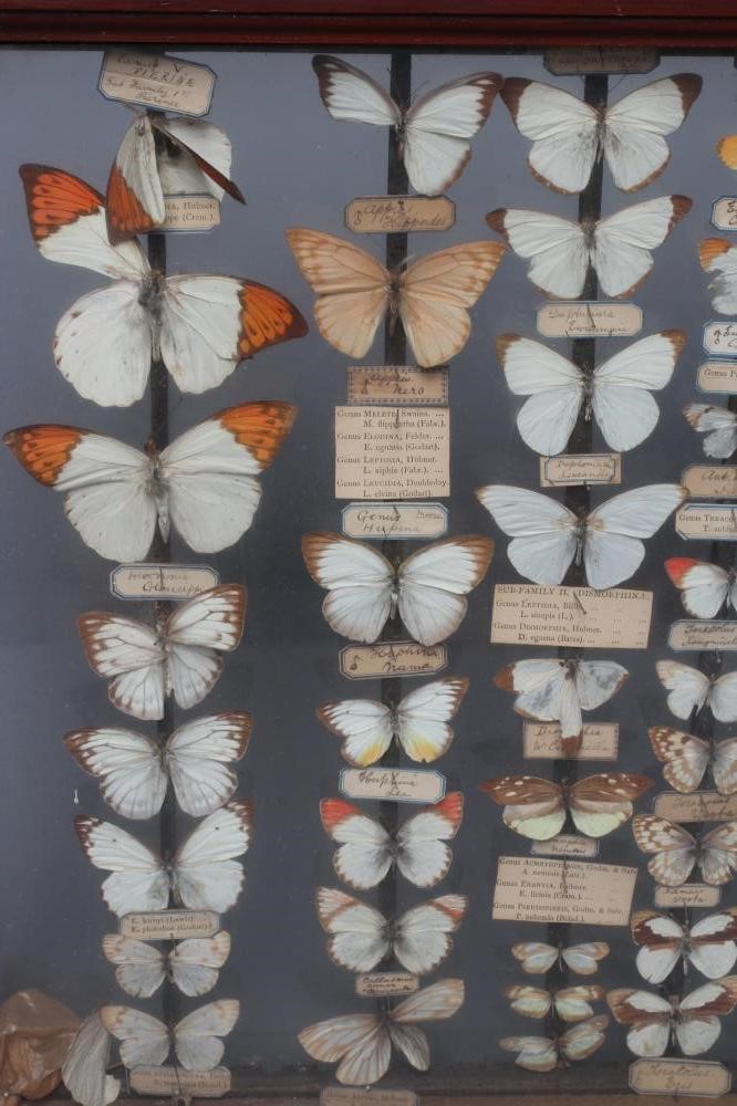 A GLAZED CASED LEPIDOPTERY COLLECTION, early 20th century, containing 71 butterfly specimens with Image