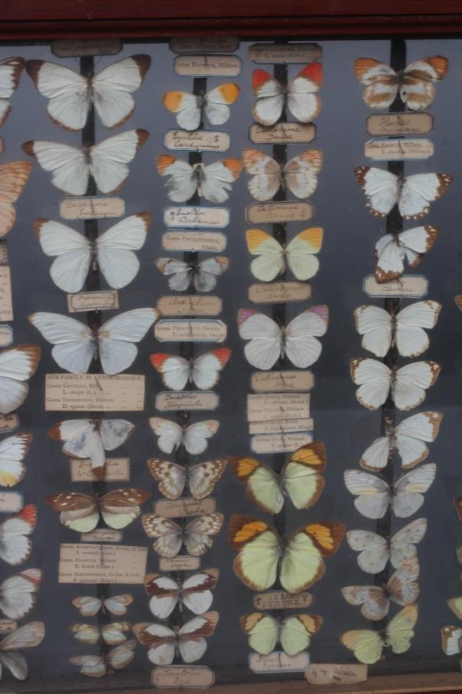 A GLAZED CASED LEPIDOPTERY COLLECTION, early 20th century, containing 71 butterfly specimens with Image
