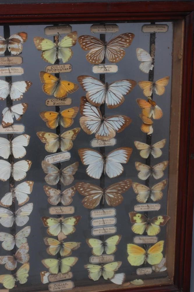 A GLAZED CASED LEPIDOPTERY COLLECTION, early 20th century, containing 71 butterfly specimens with Image