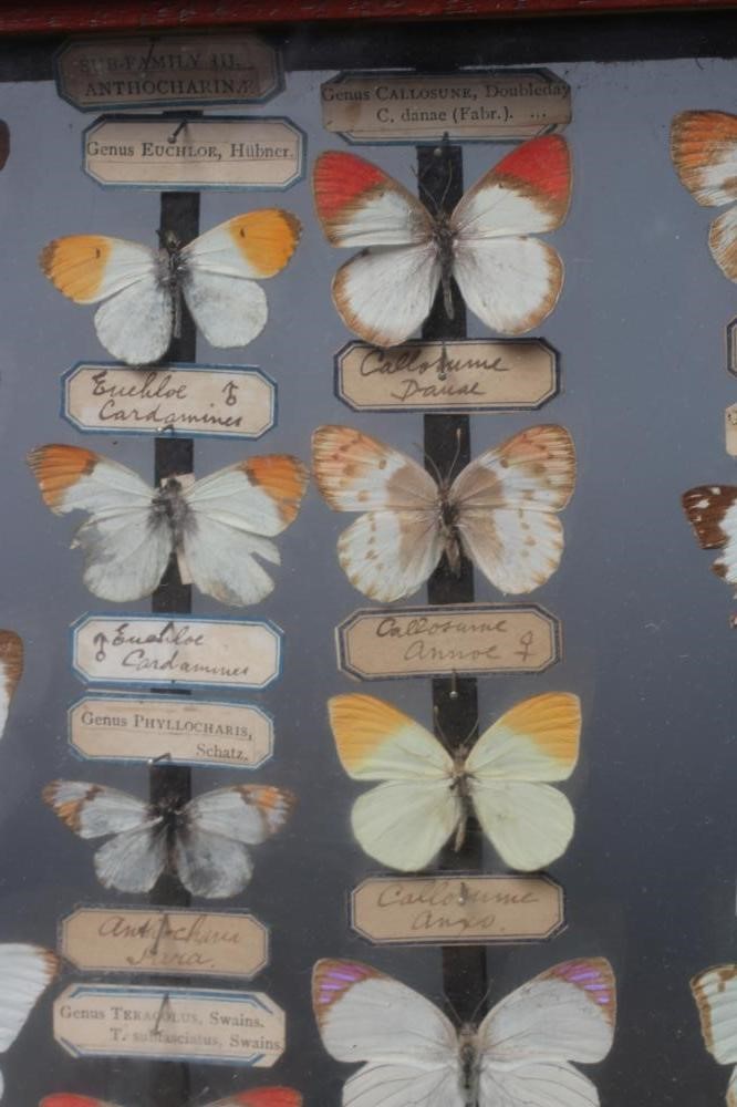 A GLAZED CASED LEPIDOPTERY COLLECTION, early 20th century, containing 71 butterfly specimens with Image