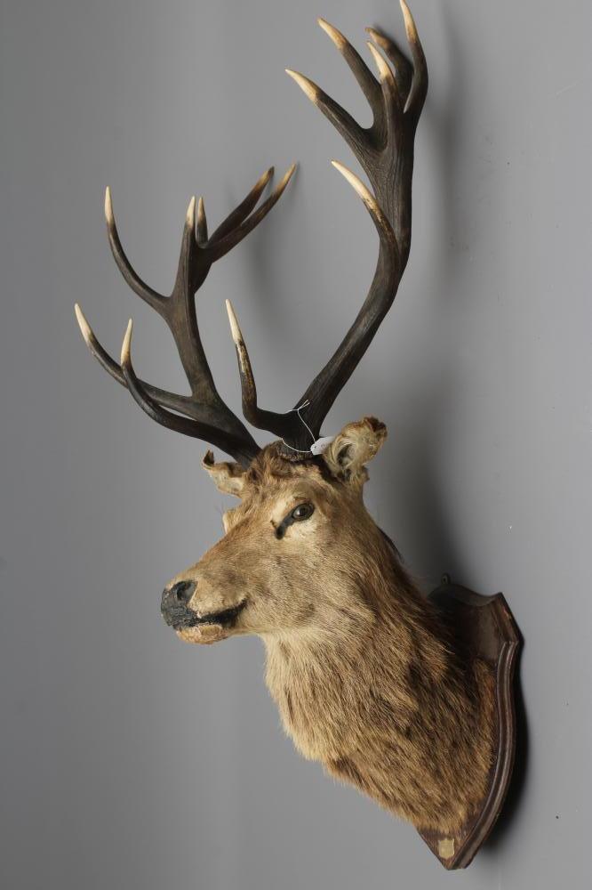A TAXIDERMY IMPERIAL RED STAG MOUNT with seven points on each side, mounted on oak shield with small Image