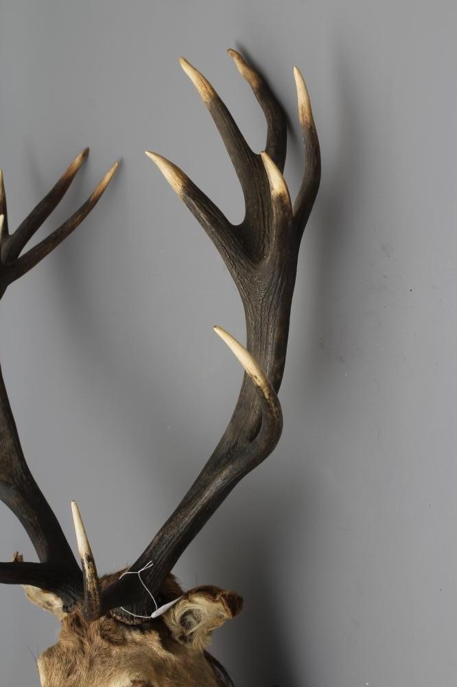 A TAXIDERMY IMPERIAL RED STAG MOUNT with seven points on each side, mounted on oak shield with small Image