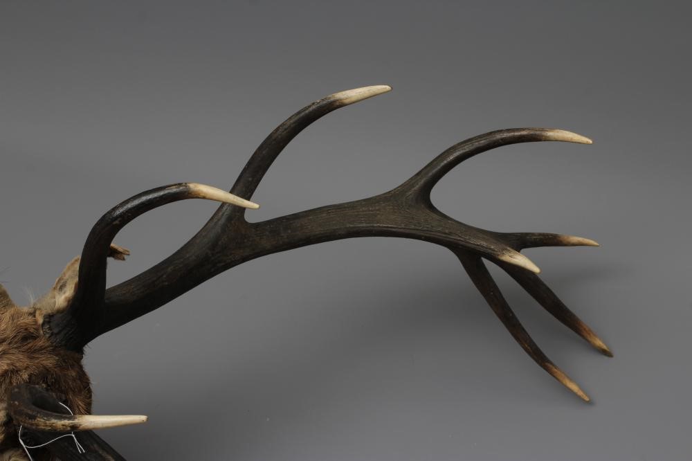 A TAXIDERMY IMPERIAL RED STAG MOUNT with seven points on each side, mounted on oak shield with small Image