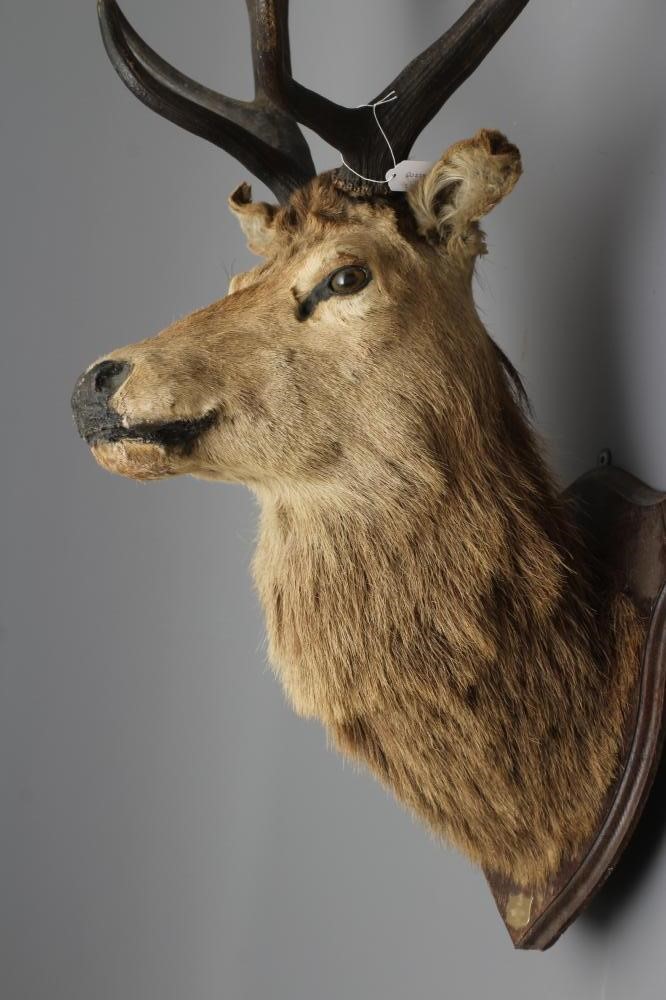 A TAXIDERMY IMPERIAL RED STAG MOUNT with seven points on each side, mounted on oak shield with small Image