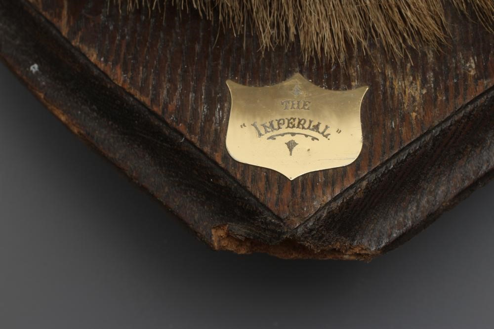 A TAXIDERMY IMPERIAL RED STAG MOUNT with seven points on each side, mounted on oak shield with small Image