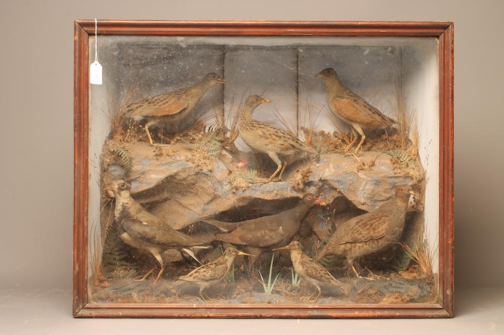 A VICTORIAN GLAZED TAXIDERMY CASE Image