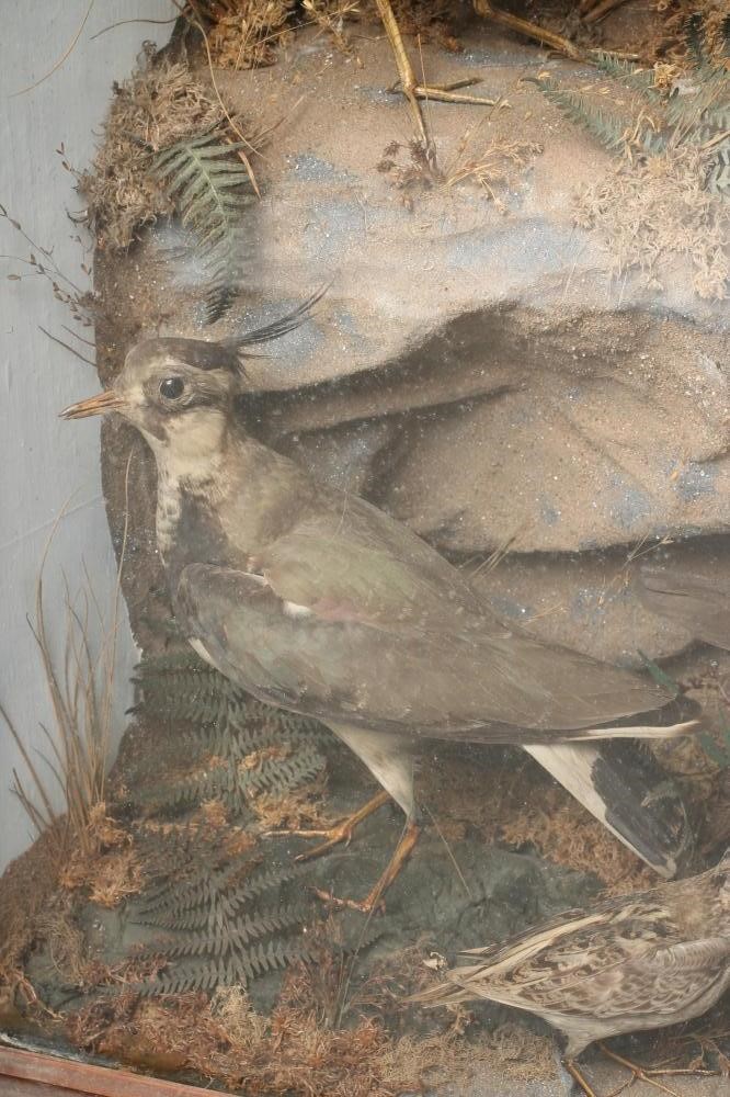 A VICTORIAN GLAZED TAXIDERMY CASE Image