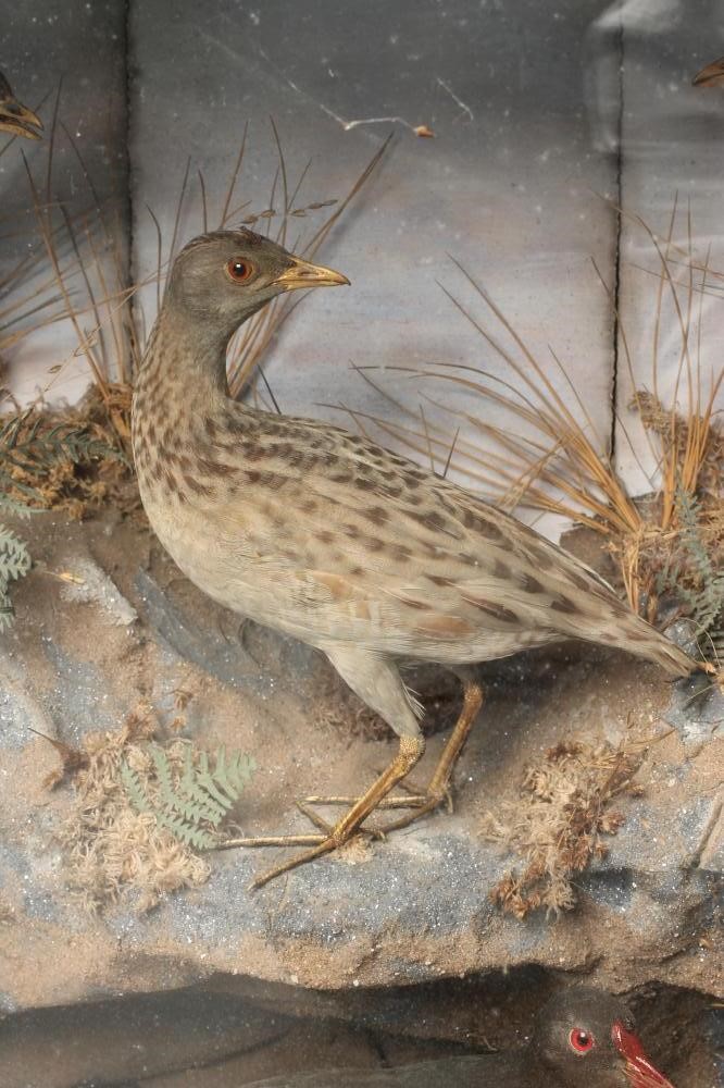 A VICTORIAN GLAZED TAXIDERMY CASE Image