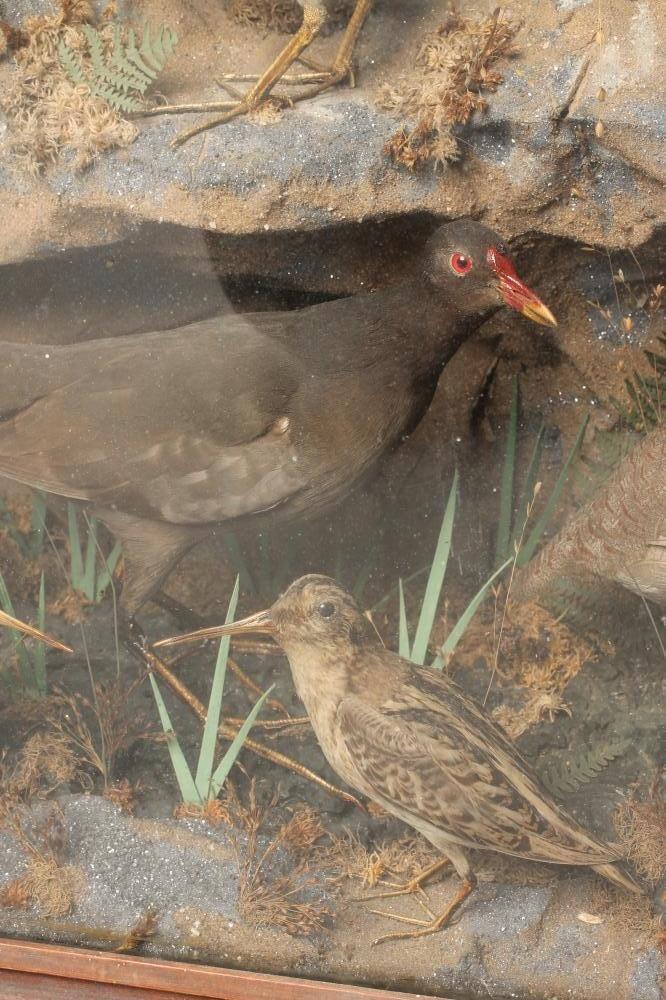 A VICTORIAN GLAZED TAXIDERMY CASE Image