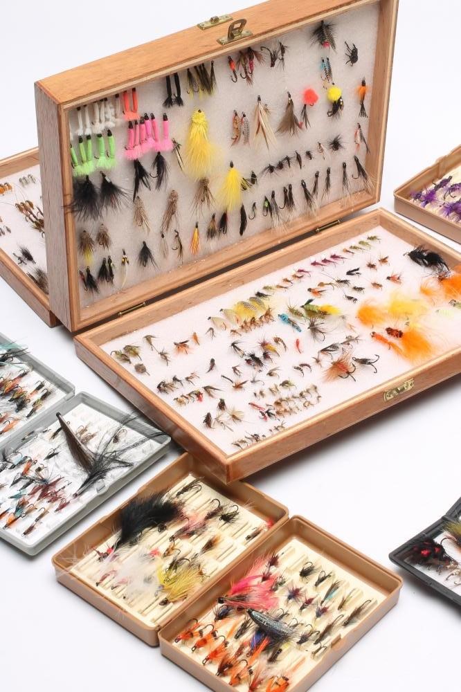 APPROXIMATELY 550 SALMON Image