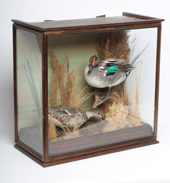 A PAIR OF TAXIDERMY TEAL, comprising a drake and a hen in a naturalistic setting, within a case Image