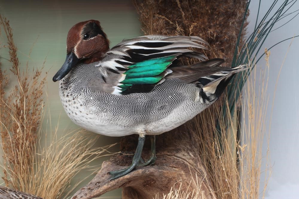 A PAIR OF TAXIDERMY TEAL, comprising a drake and a hen in a naturalistic setting, within a case Image