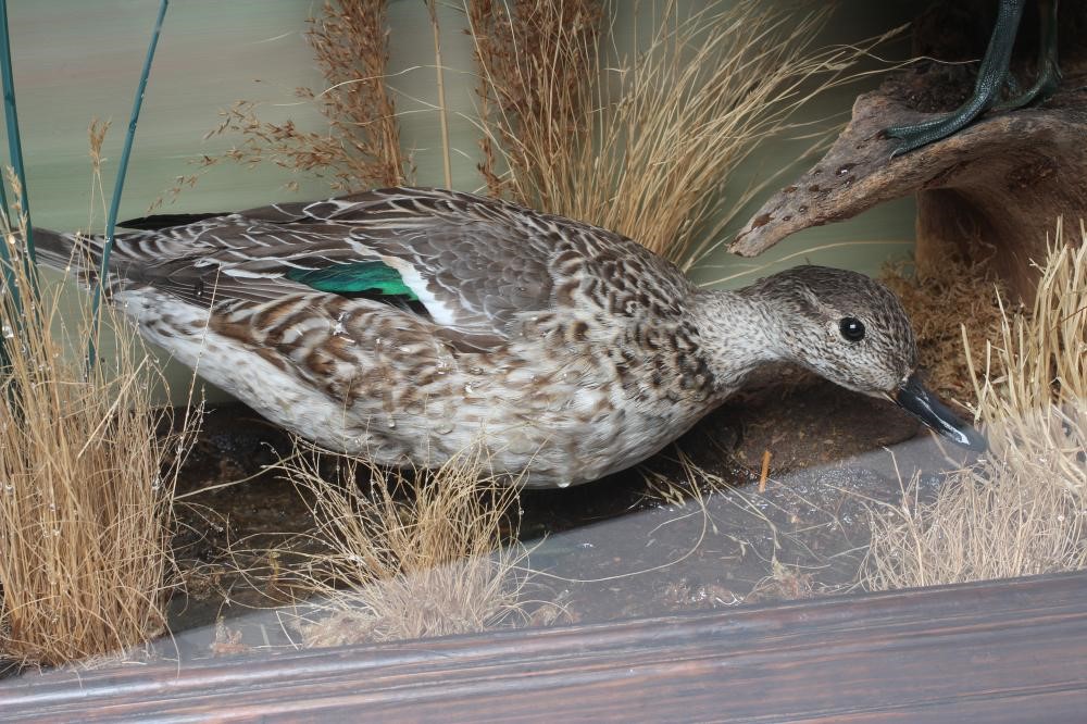 A PAIR OF TAXIDERMY TEAL, comprising a drake and a hen in a naturalistic setting, within a case Image