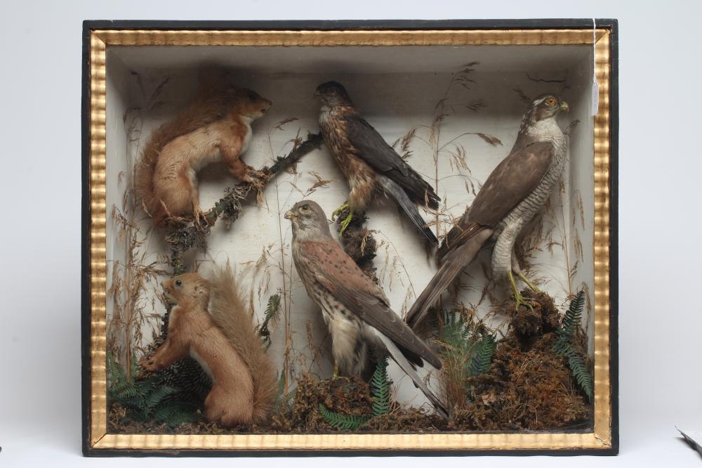 A CASED TAXIDERMY DISPLAY, early 20th century, containing two red squirrels, a Merlin, a Kestrel and Image