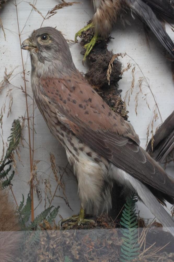 A CASED TAXIDERMY DISPLAY, early 20th century, containing two red squirrels, a Merlin, a Kestrel and Image