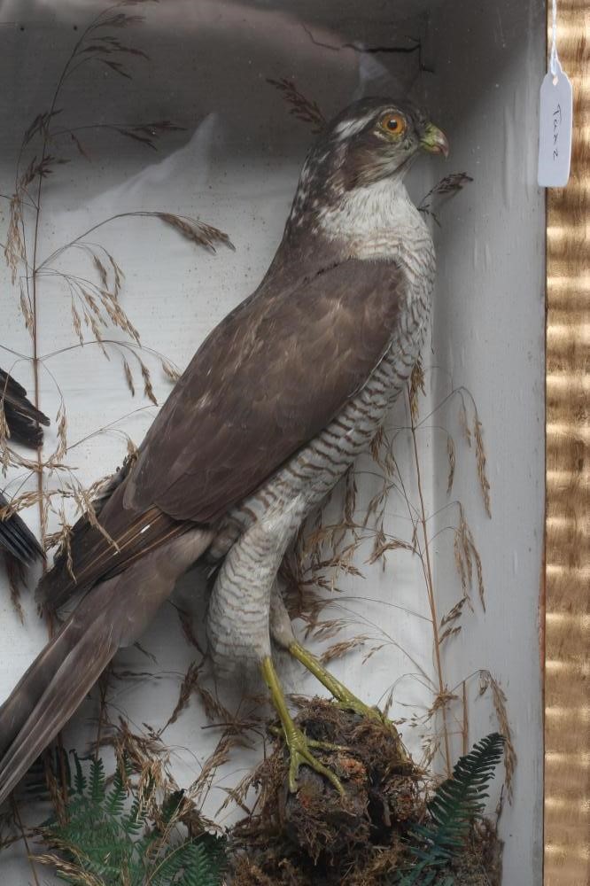 A CASED TAXIDERMY DISPLAY, early 20th century, containing two red squirrels, a Merlin, a Kestrel and Image