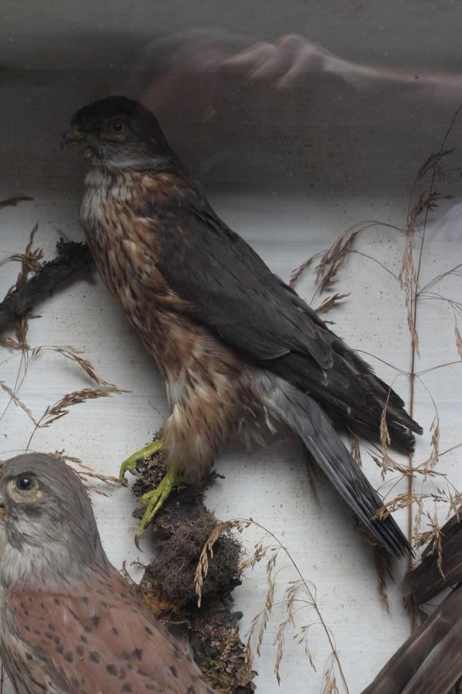 A CASED TAXIDERMY DISPLAY, early 20th century, containing two red squirrels, a Merlin, a Kestrel and Image