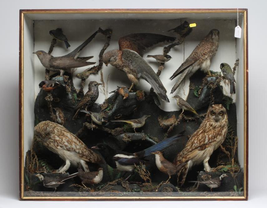 A LARGE CASED TAXIDERMY DISPLAY Image