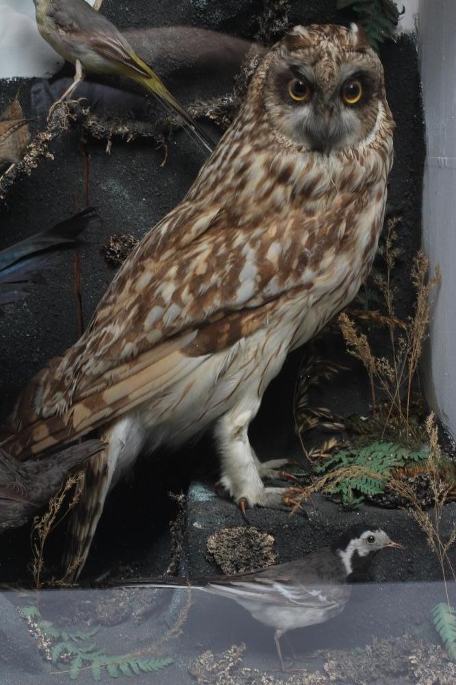 A LARGE CASED TAXIDERMY DISPLAY Image
