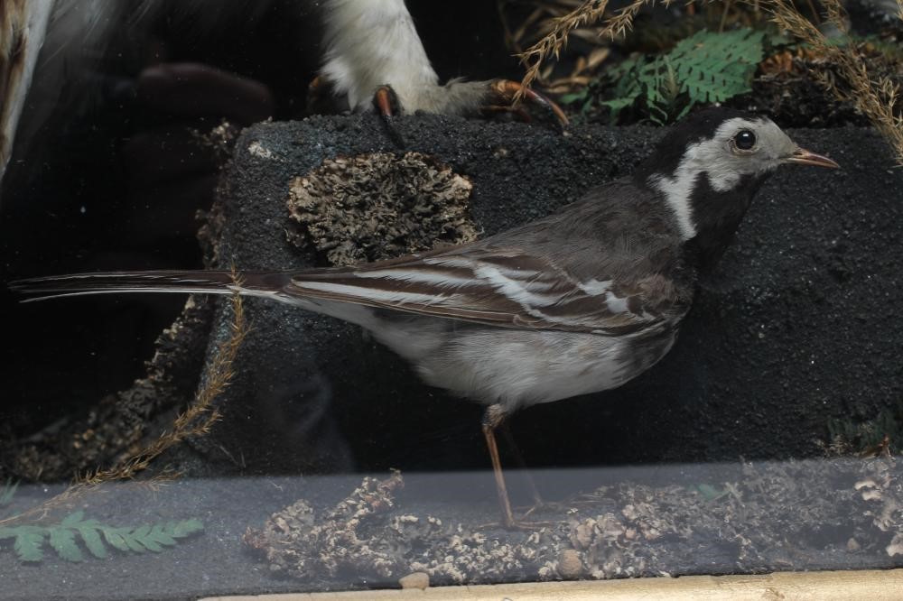 A LARGE CASED TAXIDERMY DISPLAY Image