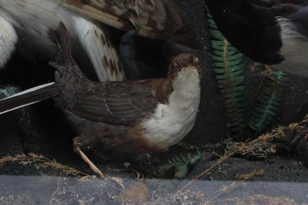 A LARGE CASED TAXIDERMY DISPLAY Image