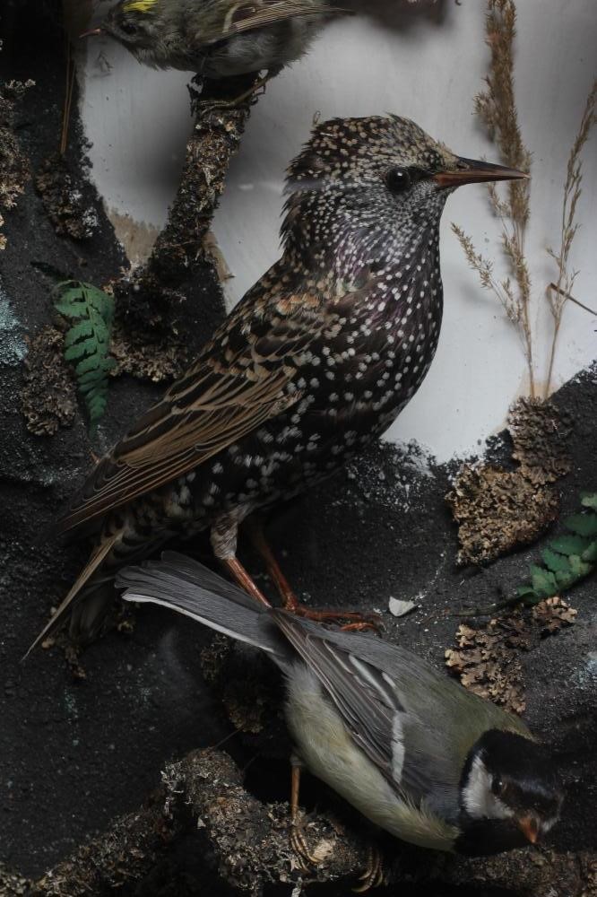 A LARGE CASED TAXIDERMY DISPLAY Image