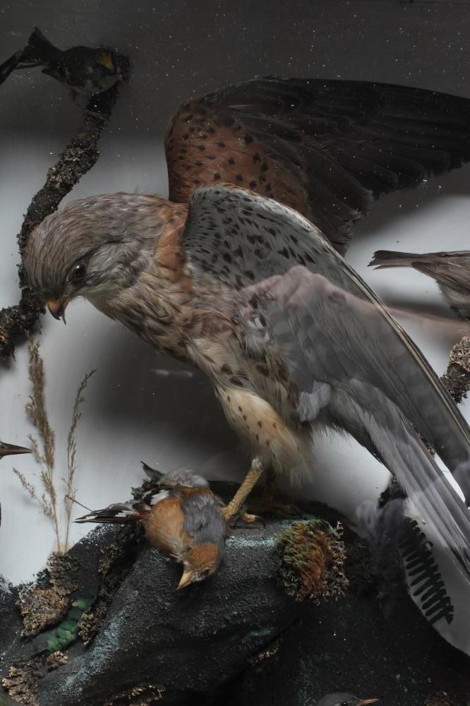 A LARGE CASED TAXIDERMY DISPLAY Image