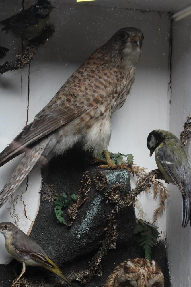 A LARGE CASED TAXIDERMY DISPLAY Image