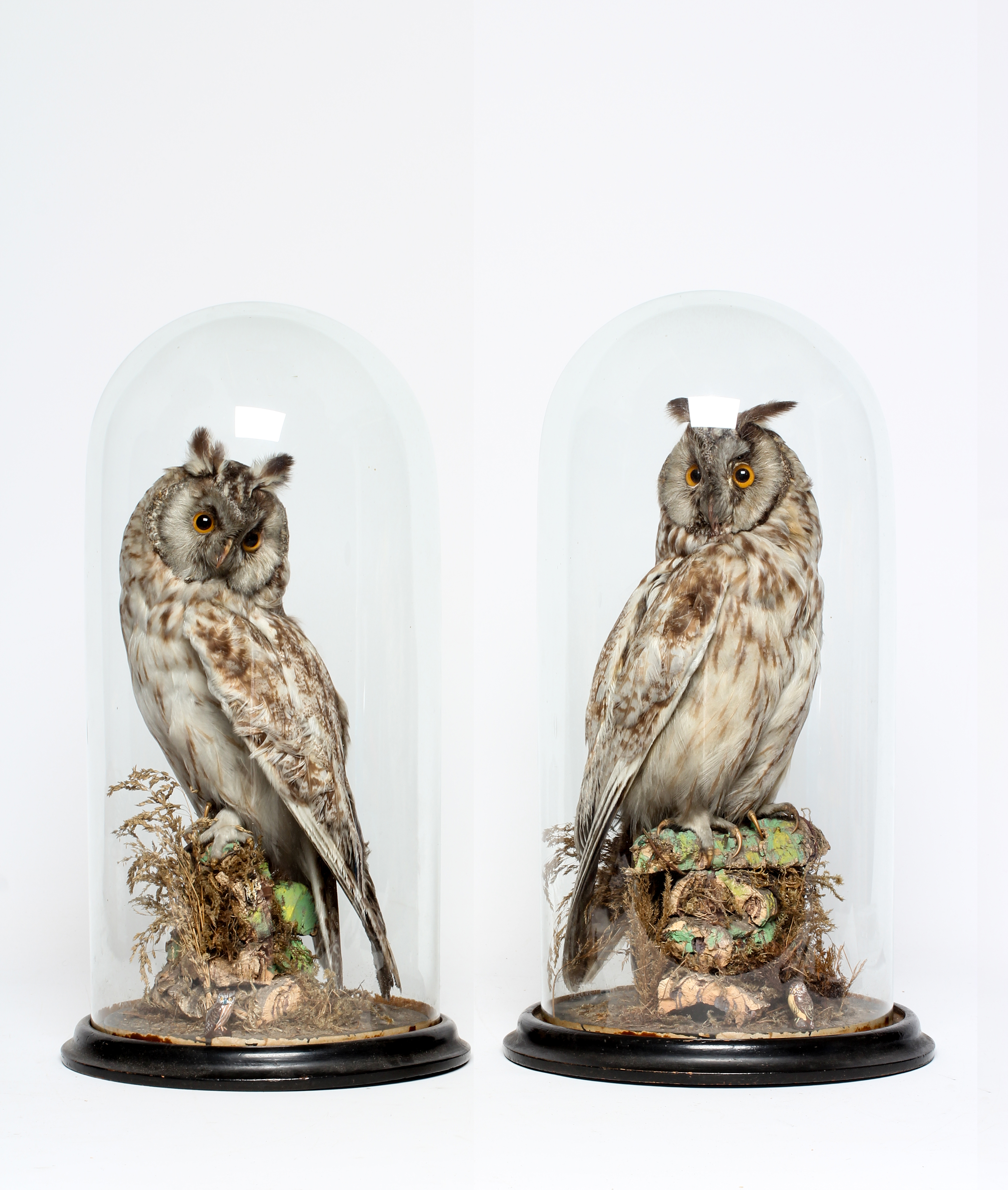 A PAIR OF TAXIDERMY LONG EARED OWLS, early 20th century, both perched under glass domes, 17 1/2" Image