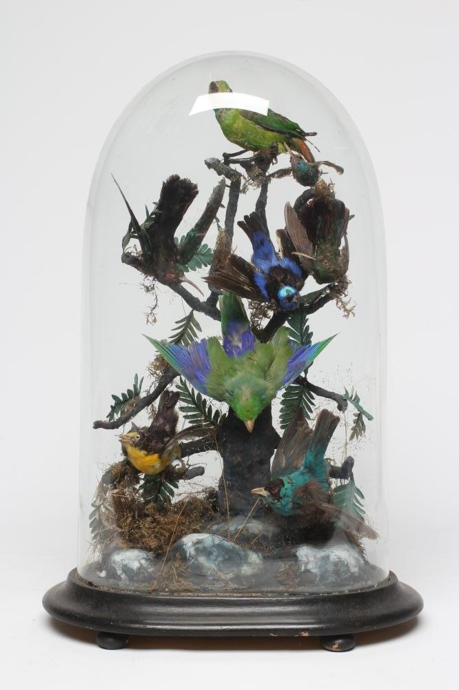 A TAXIDERMY DISPLAY OF BIRDS, 19th century, containing eight specimens in a naturalistic setting Image