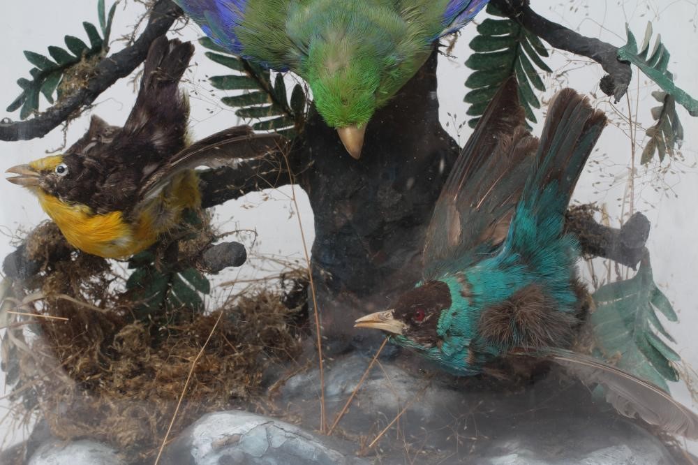 A TAXIDERMY DISPLAY OF BIRDS, 19th century, containing eight specimens in a naturalistic setting Image