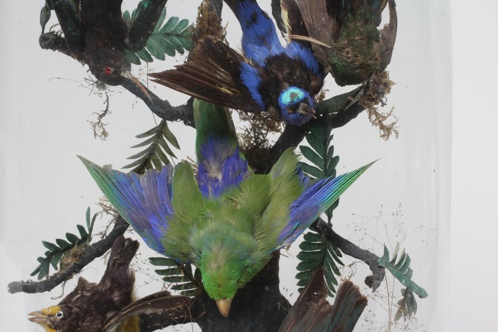 A TAXIDERMY DISPLAY OF BIRDS, 19th century, containing eight specimens in a naturalistic setting Image