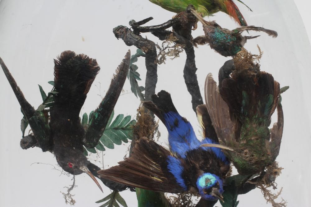 A TAXIDERMY DISPLAY OF BIRDS, 19th century, containing eight specimens in a naturalistic setting Image