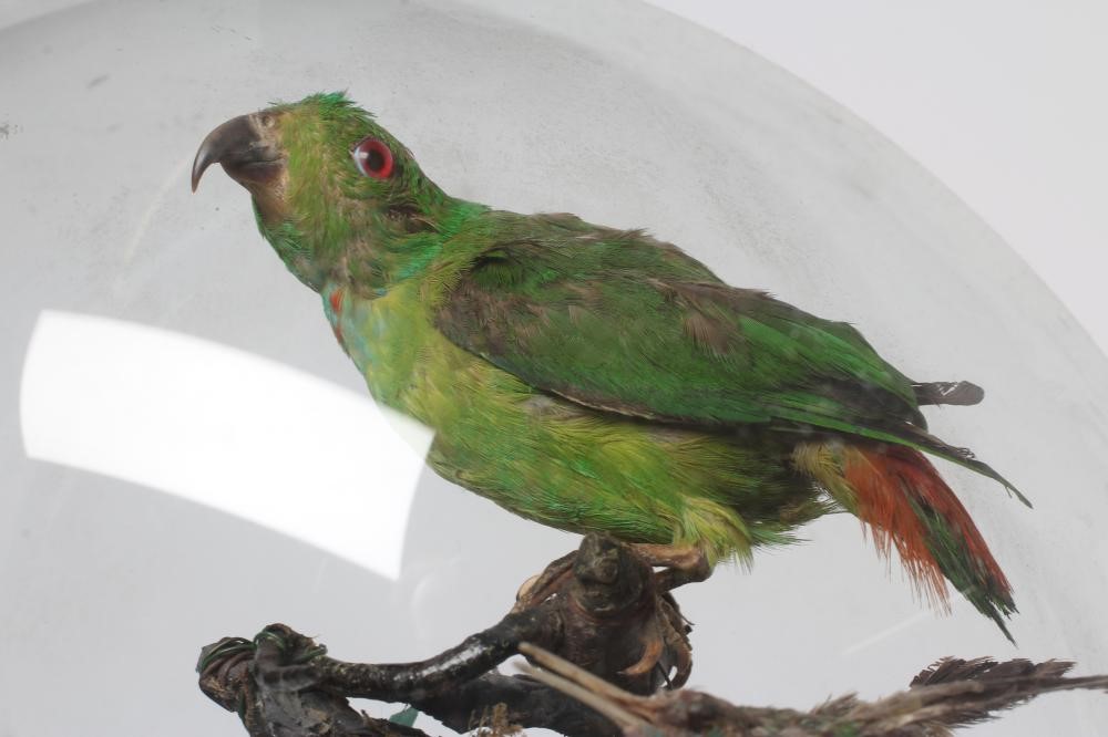 A TAXIDERMY DISPLAY OF BIRDS, 19th century, containing eight specimens in a naturalistic setting Image