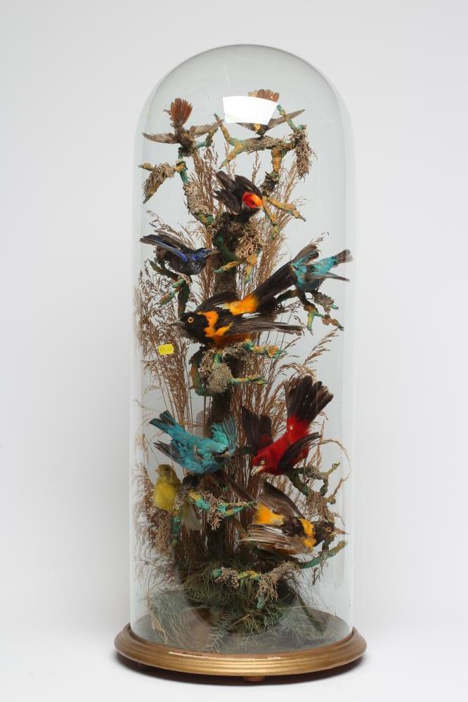 A LARGE TAXIDERMY DISPLAY OF BIRDS, 19th century, containing ten specimens in a naturalistic setting Image