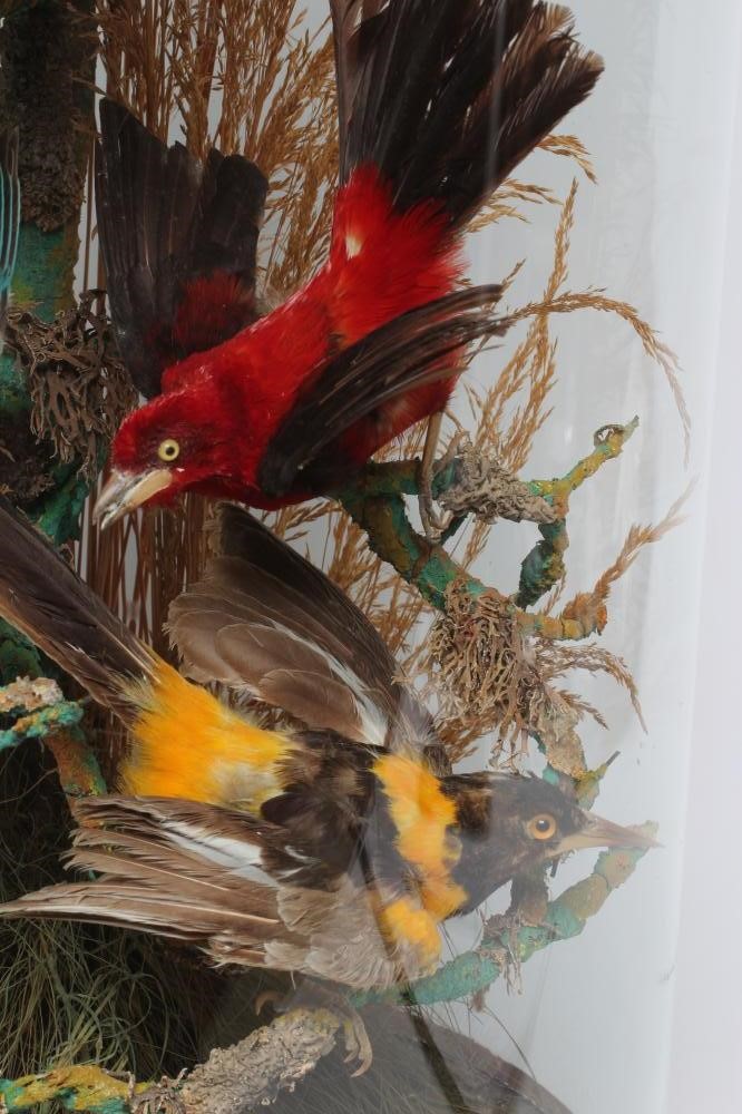 A LARGE TAXIDERMY DISPLAY OF BIRDS, 19th century, containing ten specimens in a naturalistic setting Image