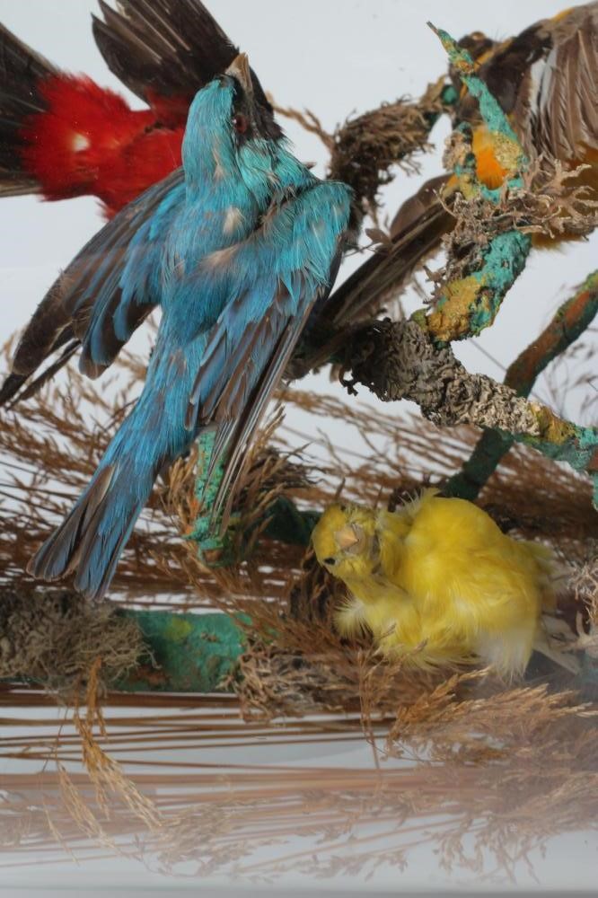 A LARGE TAXIDERMY DISPLAY OF BIRDS, 19th century, containing ten specimens in a naturalistic setting Image
