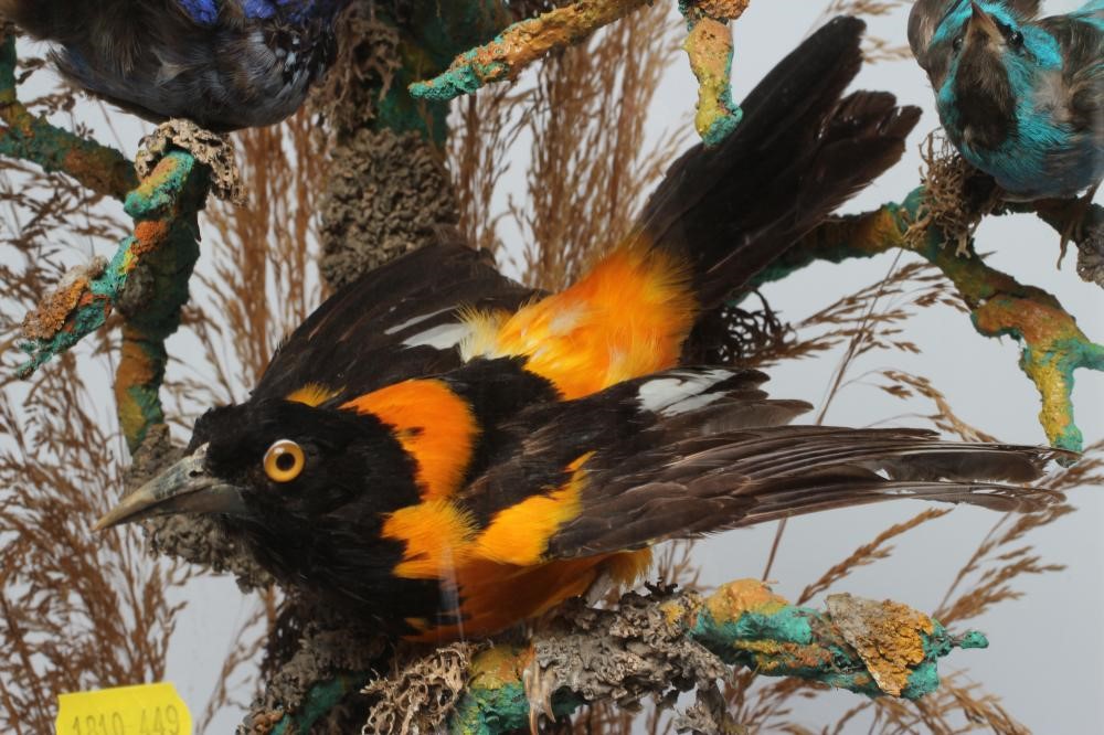 A LARGE TAXIDERMY DISPLAY OF BIRDS, 19th century, containing ten specimens in a naturalistic setting Image