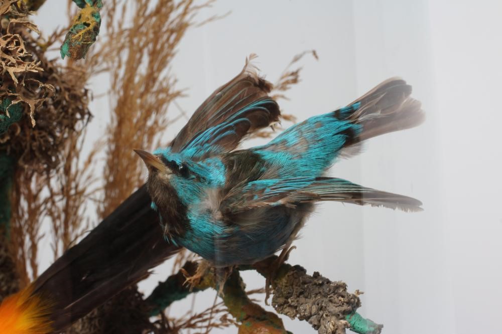 A LARGE TAXIDERMY DISPLAY OF BIRDS, 19th century, containing ten specimens in a naturalistic setting Image
