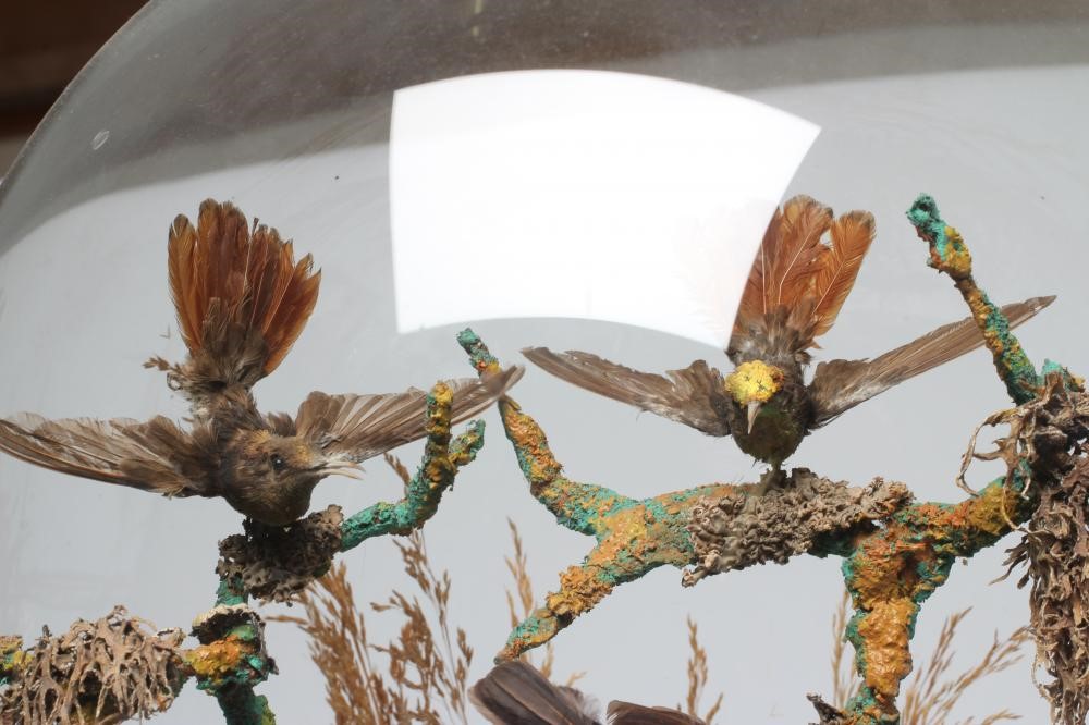 A LARGE TAXIDERMY DISPLAY OF BIRDS, 19th century, containing ten specimens in a naturalistic setting Image