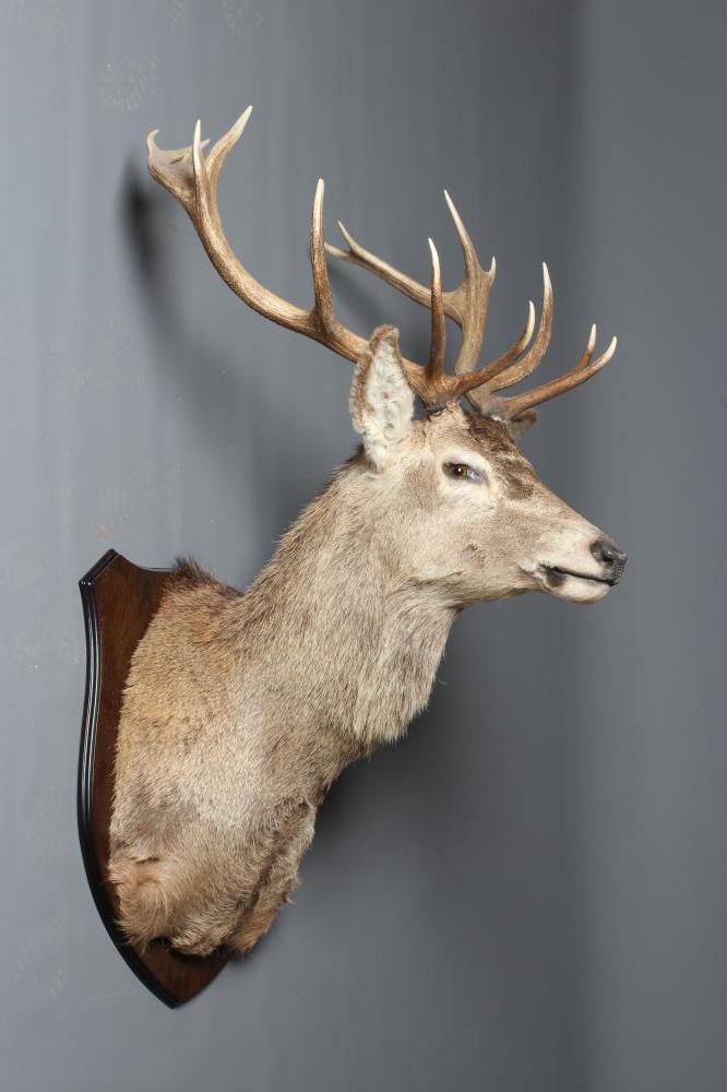 A LARGE TAXIDERMY RED STAG HEAD AND SHOULDER MOUNT, with fifteen points (8+7) and mounted on an oak Image