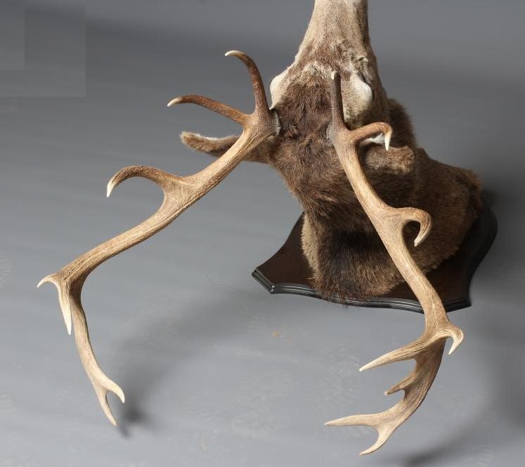 A LARGE TAXIDERMY RED STAG HEAD AND SHOULDER MOUNT, with fifteen points (8+7) and mounted on an oak Image